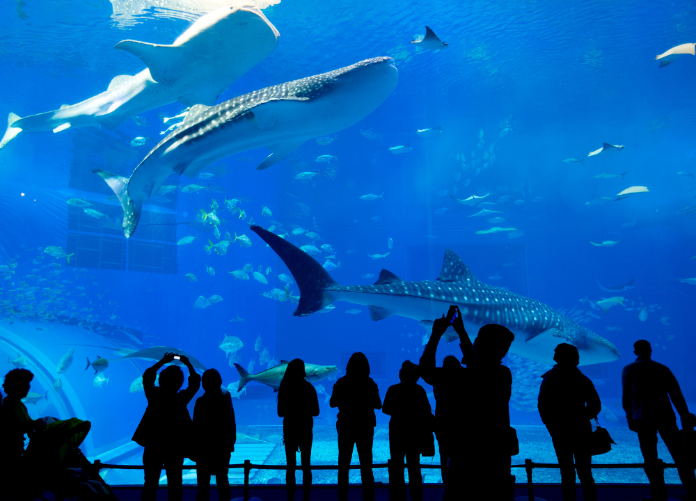 Art Aquarium Museum: Dive into Aquatic Awe & Wonder