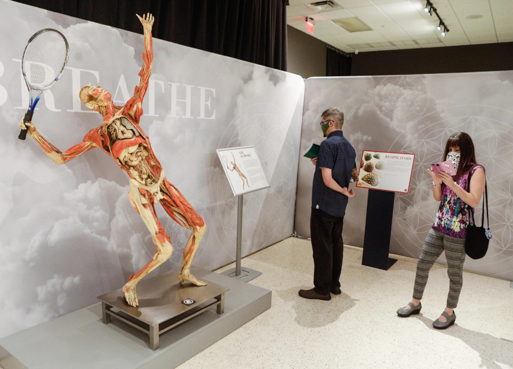 Bodies Exhibit Unveiled: A Journey Through Human Anatomy